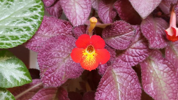  - Episcia