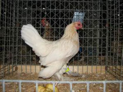 Nederlandse_Sabelpootkriel_Roodgeschouderdwit_hen