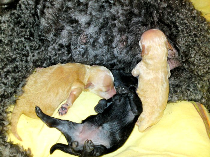 DSC00360 - MUKY_ ceva special