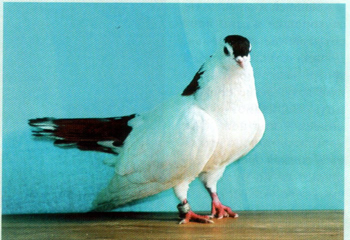 Untitled-15 - Porumbei in lume