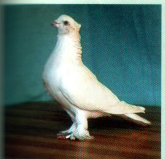 Untitled-20 - Porumbei in lume