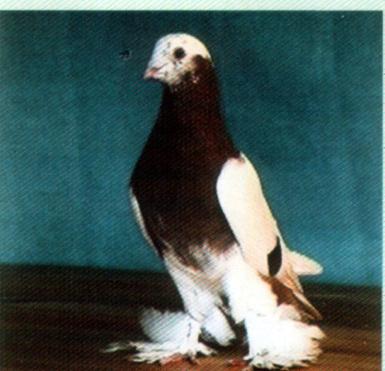 Untitled-21 - Porumbei in lume