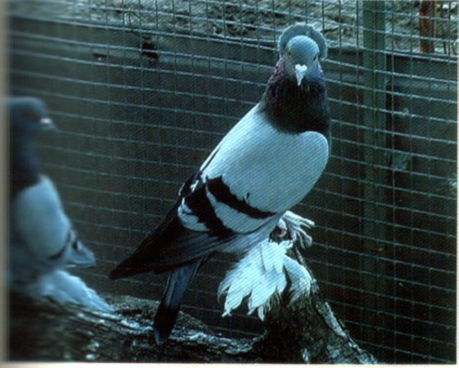 Untitled-67 - Porumbei in lume