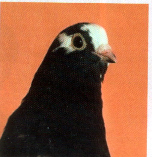 Untitled-103 - Porumbei in lume