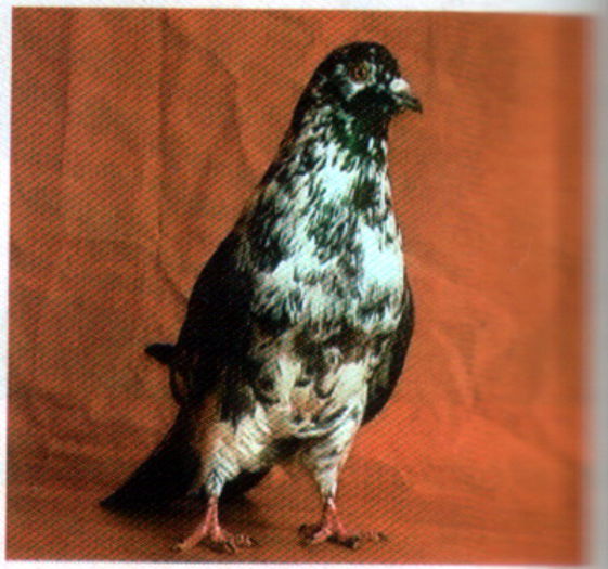 Untitled-104 - Porumbei in lume