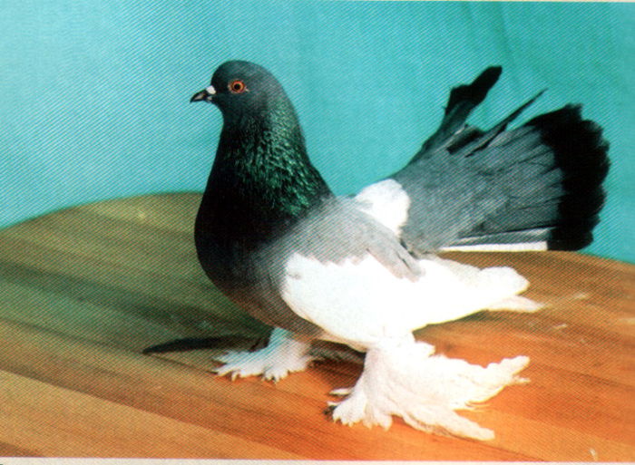 Untitled-35 - Porumbei in lume
