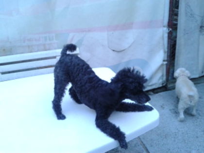 Muky si Piti