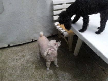 Muky si Piti