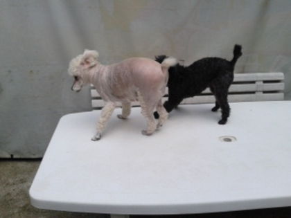 Muky si Piti