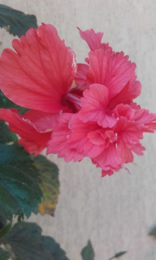 20150829_153308 - hibi 2015