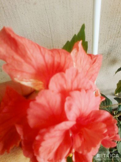 IMG_20150904_130804 - hibiscus