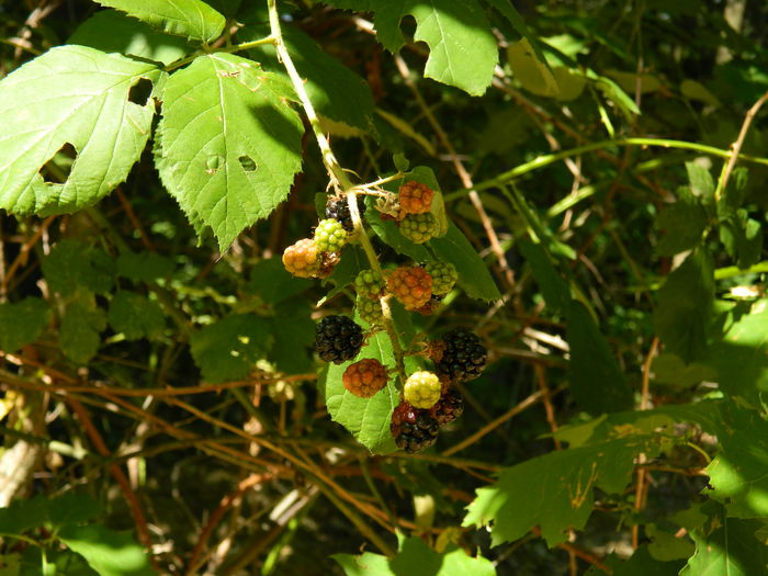 DSCN4780 - 2015_MARCA_1