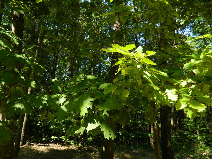 DSCN4783 - 2015_MARCA_1