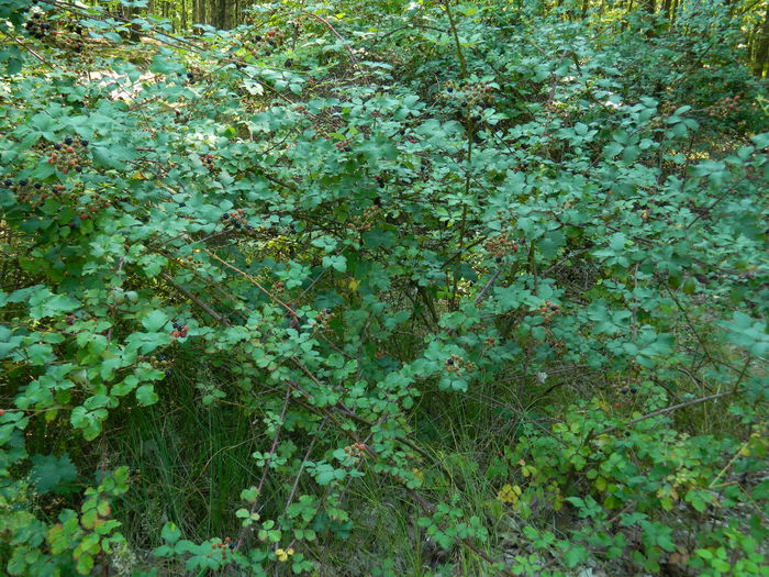 DSCN4794 - 2015_MARCA_1