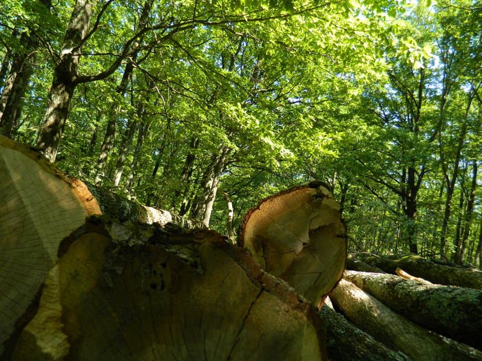 DSCN4801 - 2015_MARCA_1