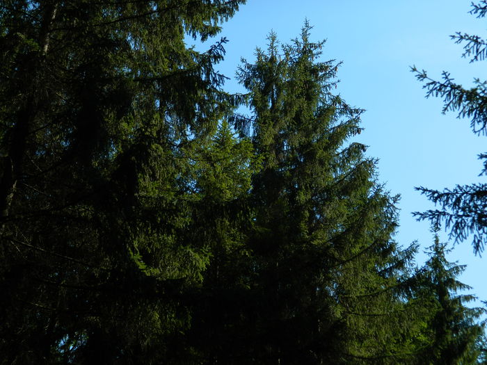 DSCN4829