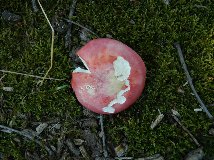 DSCN4835