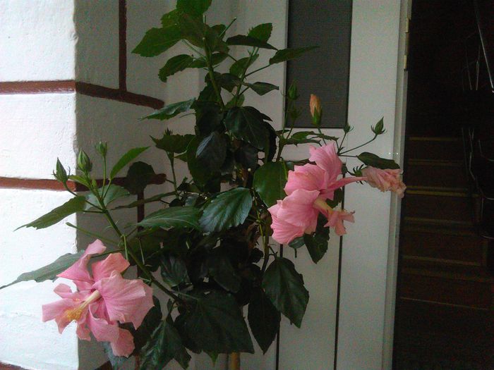 04.09.2015 - Hibiscusi 2015
