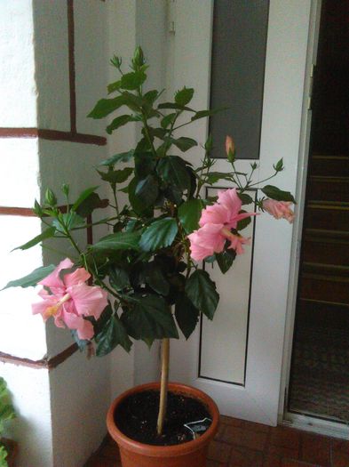 04.09.2015 - Hibiscusi 2015