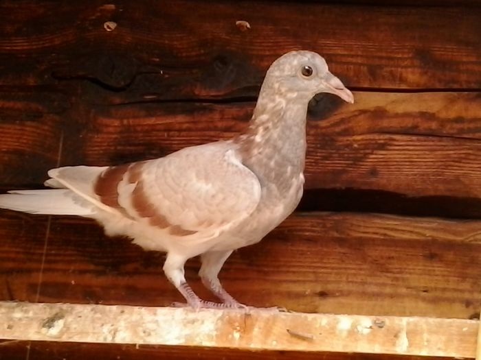 2015-09-04 14.43.17; Mascul
