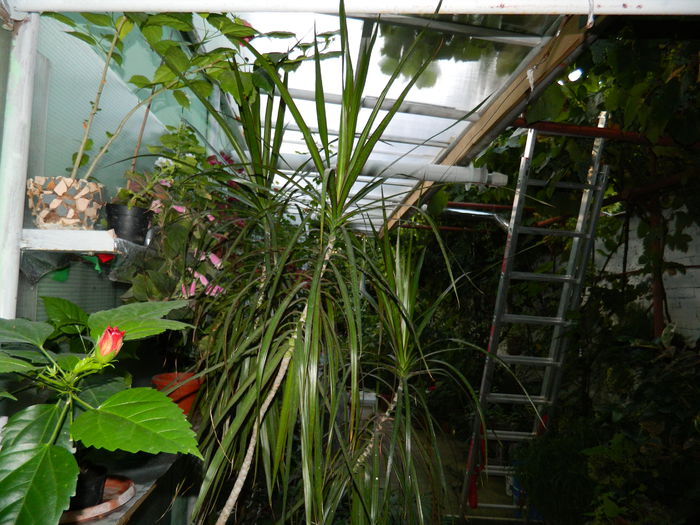 DSCN6849 - 2015_SEPTEMBRIE