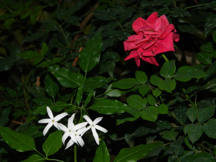 DSCN6858 - 2015_SEPTEMBRIE