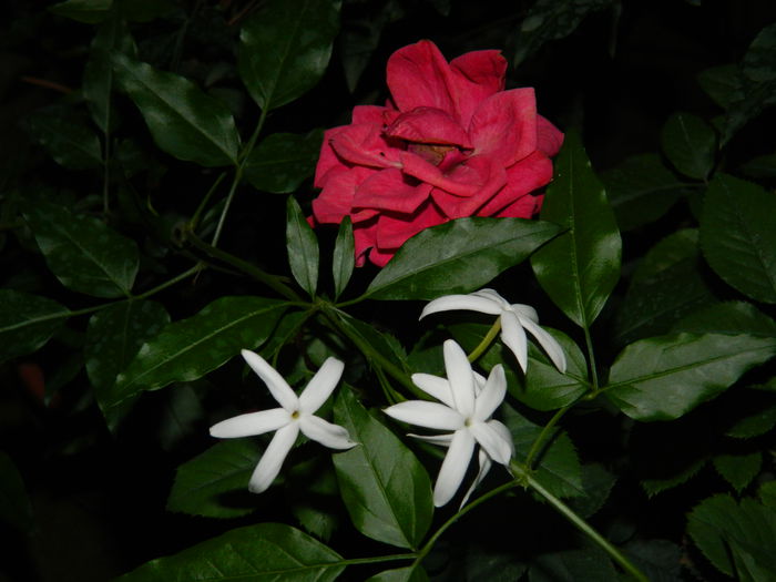 DSCN6861 - 2015_SEPTEMBRIE