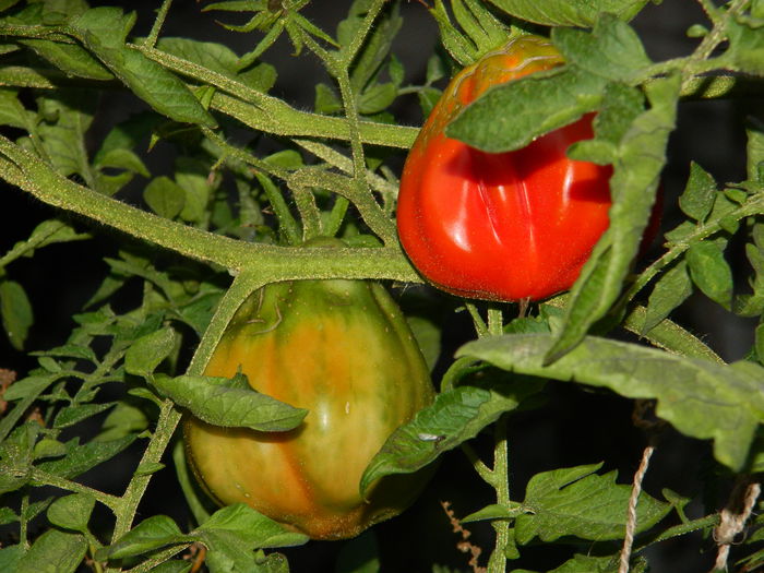 DSCN6863 - 2015_SEPTEMBRIE