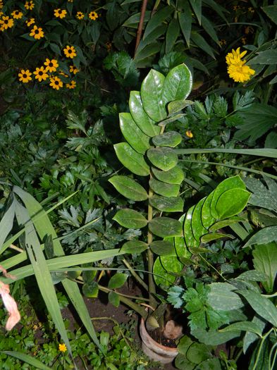 DSCN6872 - 2015_SEPTEMBRIE