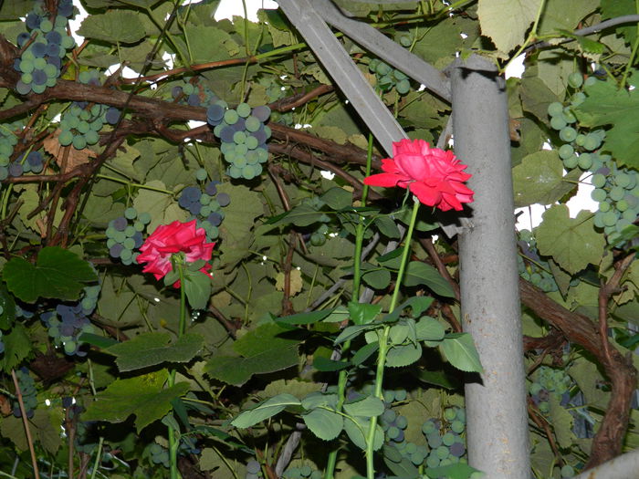 DSCN6875 - 2015_SEPTEMBRIE