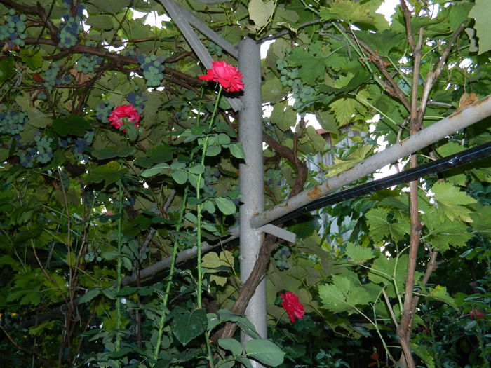 DSCN6876 - 2015_SEPTEMBRIE