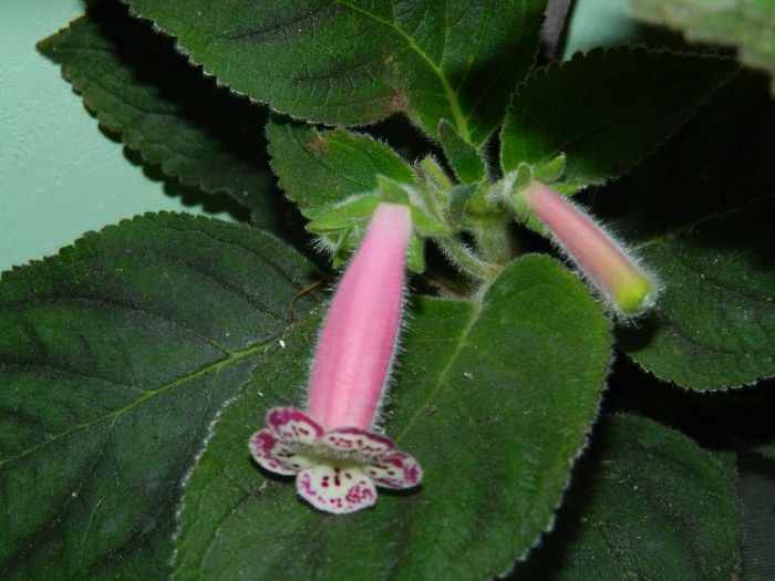 DSCN6877 - 2015_SEPTEMBRIE