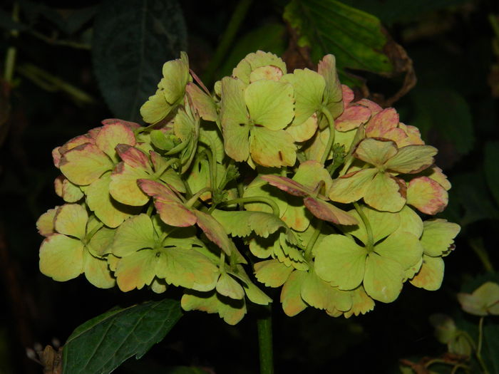 DSCN6879 - 2015_SEPTEMBRIE