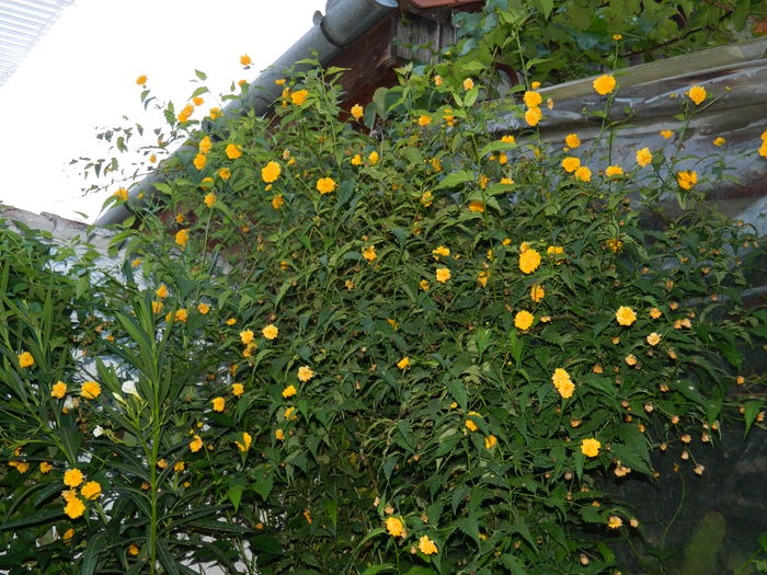 DSCN6891 - 2015_SEPTEMBRIE