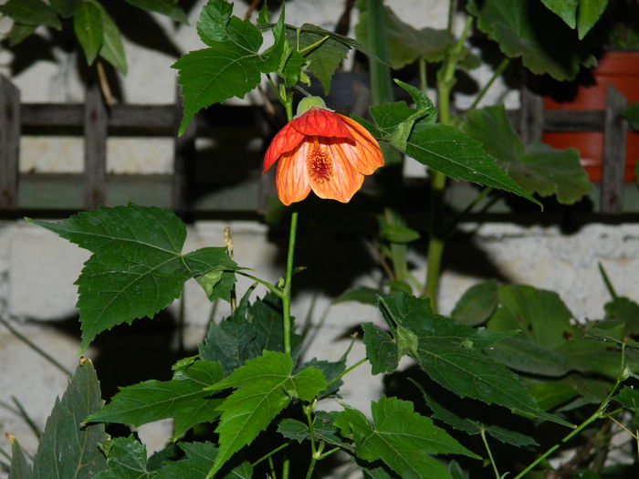 DSCN6896 - 2015_SEPTEMBRIE