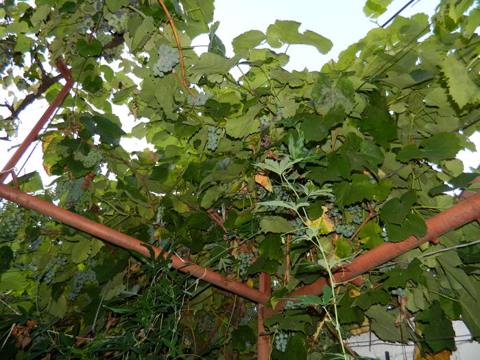 DSCN6898 - 2015_SEPTEMBRIE