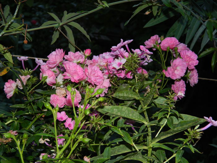 DSCN6908 - 2015_SEPTEMBRIE