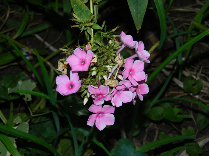 DSCN6913 - 2015_SEPTEMBRIE