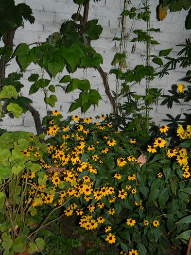 DSCN6915 - 2015_SEPTEMBRIE