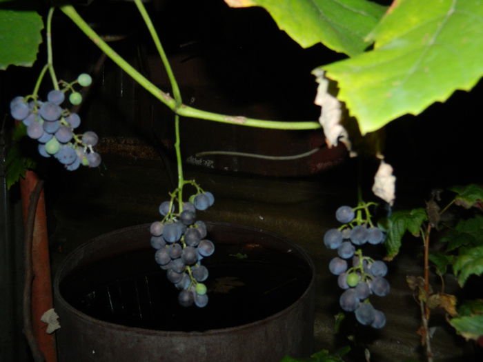 DSCN6920 - 2015_SEPTEMBRIE