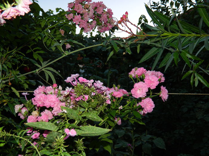 DSCN6922 - 2015_SEPTEMBRIE