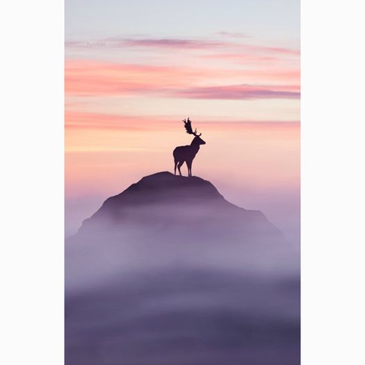 　　✈ ƬΛҠƐИ ßY @ElegantKnudson. ♡