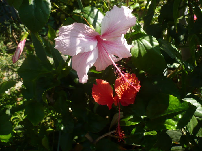 P1230908