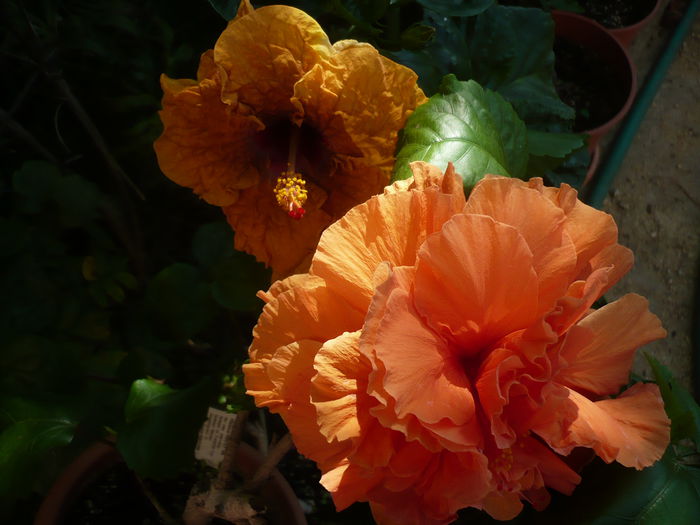 P1230897