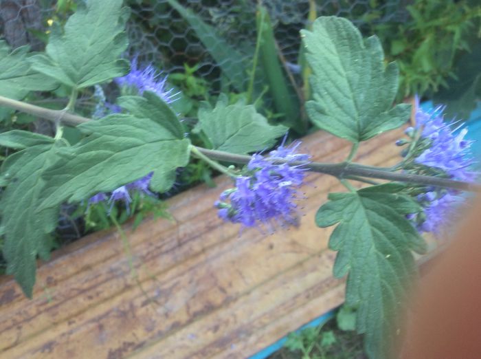image - plante de gradina