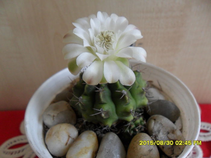 SAM_1008 - Cactusi si suculente 2015
