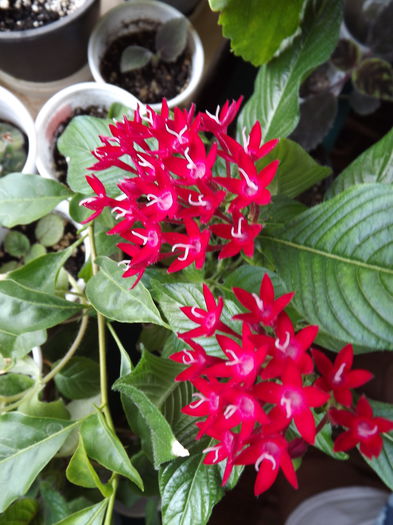 DSCF4264 - Diverse flori