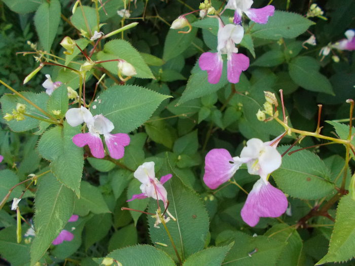 impatiens glandulifera - Gradina mea 2015