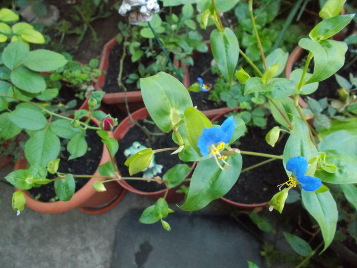 commelina communis - Gradina mea 2015