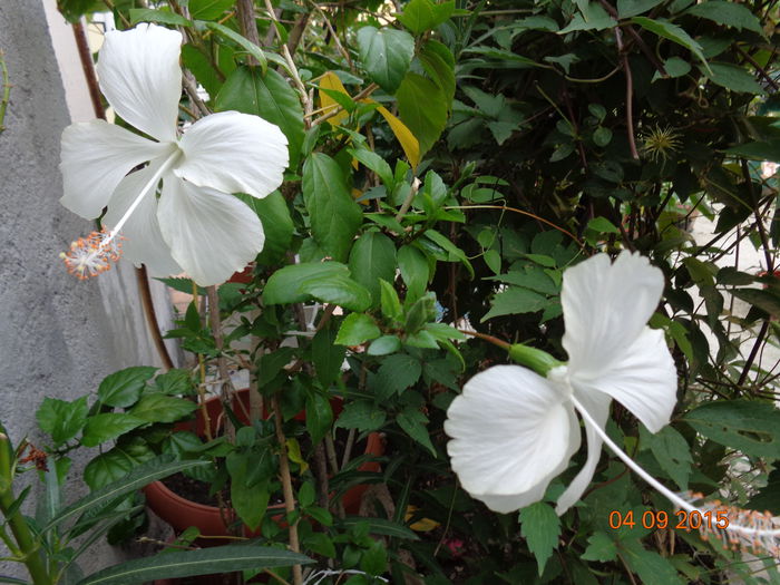 DSC01942 - Fijian Hibiscus - Dainty White